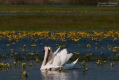 084_Biebrza - kwiecien 2011